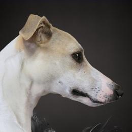 Whippet Puppies from Tigger’s Whippets