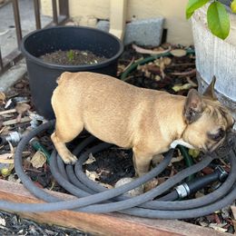 French Bulldog Puppies from Tribe of Judah Kennel