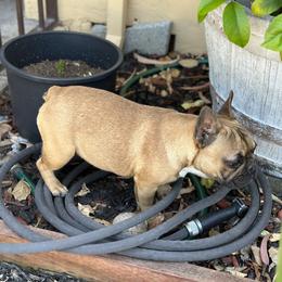 French Bulldog Puppies from Tribe of Judah Kennel