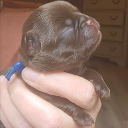 Little boy blue - Brown male Brussels Griffon puppy in Welch, Minnesota from Baringer Brussels