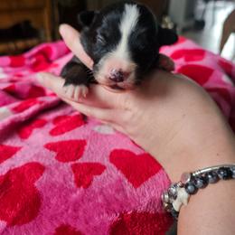 Whiskey - Black tri male Miniature American Shepherd puppy in New Providence, Pennsylvania from Tons of Kisses