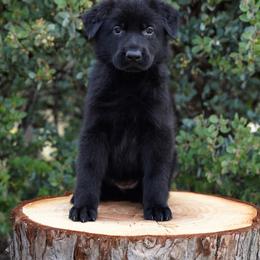 Aurora - Black female German Shepherd puppy in Coarsegold, California from Yosemite Shepherds