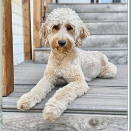 Rue - Goldendoodle