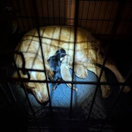 Needs a working home - Black and tan male English Cocker Spaniel puppy in Phillips, Nebraska from Fenloch Gundogs
