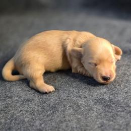 Lovin Liberty - Cream female Dachshund puppy in Tucson, Arizona from Crowned Doxies