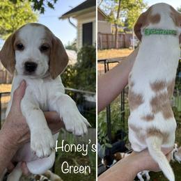 Honeys Green - Lemon and white female Beagle puppy in Brownsville, Oregon from Beagles on the Run