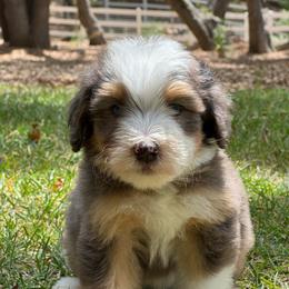 Oakley - Blue merle male Bernedoodle puppy in Temecula, California from Country Hills Doodles