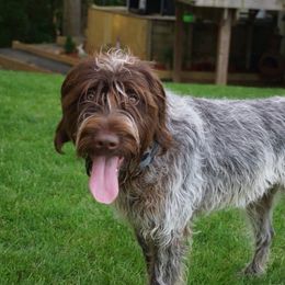 Burly - Wirehaired Pointing Griffon