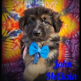 John McClain - Black and tan male German Shepherd puppy in Fort Jennings, Ohio from Von Holtzapple German shepherds