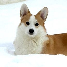 Blake - Pembroke Welsh Corgi