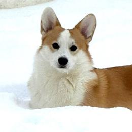 Blake - Pembroke Welsh Corgi