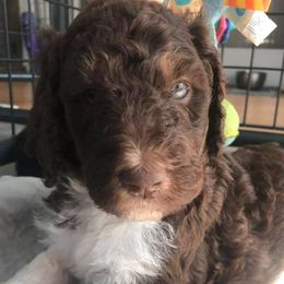 Assorted Doodle Crosses, Aussiedoodles, Bernedoodles, Cavapoos, Cotons de Tulear, and Goldendoodles from Scenic City Doodles
