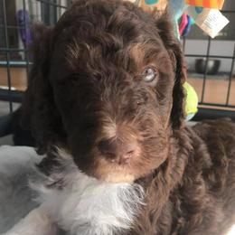 Assorted Doodle Crosses, Aussiedoodles, Bernedoodles, Cavapoos, Cotons de Tulear, and Goldendoodles from Scenic City Doodles