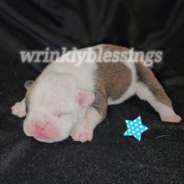 Duke - Red brindle and white male Bulldog puppy in Granville, Iowa from Wrinkly Blessings English Bulldogs