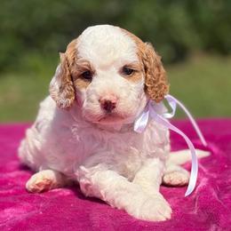 Jolene - Parti female Goldendoodle puppy in Estesburg, Kentucky from Wet Goldendoodle Kisses