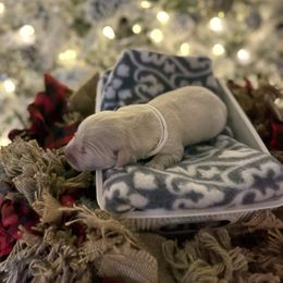 White Collar - Light golden female Golden Retriever puppy in Stedman, North Carolina from Wise-Taylor Goldens