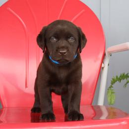 Holly - Chocolate female Labrador Retriever puppy in Camden, Indiana from Camden's Caring Canines