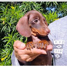 Sam - Chocolate and tan male Dachshund puppy in Phoenix, Arizona from AZ's Prestigious Miniature Dachshunds