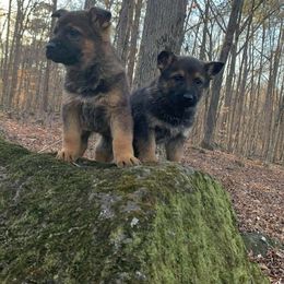 German Shepherd Puppies from Rammstein Kennels