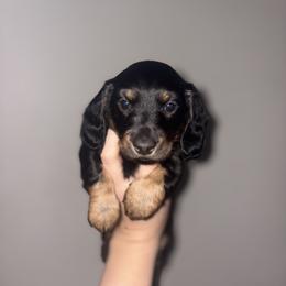Dachshund All Grown Up from White Pine Weenies
