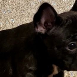 French Bulldogs and Yorkshire Terriers from Yorkies Living in Virginia