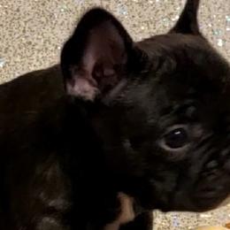 French Bulldogs and Yorkshire Terriers from Yorkies Living in Virginia
