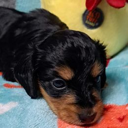 Girl 1 - Black and cream female Dachshund puppy in Franklin, Georgia from Lakeside Kennels of Franklin