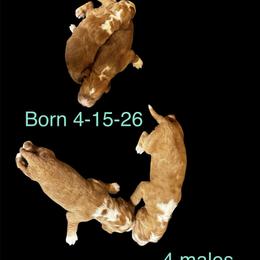 Boy 1 - Red male Mi-Ki puppy in Raintree Plantation, Missouri from Endless Treasures