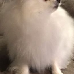 Pomeranians from Black Hills Pomeranians