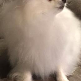 Pomeranians from Black Hills Pomeranians