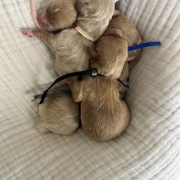 Havapoo puppies from West Cobb Dogs