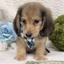 Boy 3 - Cream male Dachshund puppy in Collins, Georgia from Liberty Longhair Dachshunds