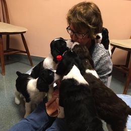 English Springer Spaniels from RedDoor English Springer Spaniels