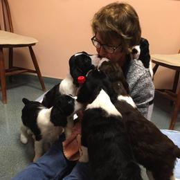 English Springer Spaniels from RedDoor English Springer Spaniels