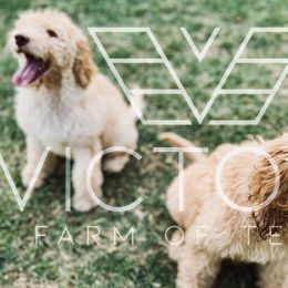 Goldendoodles and Poodles from Victory Farm of Texas