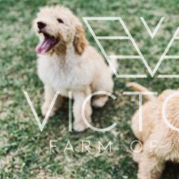 Goldendoodles and Poodles from Victory Farm of Texas