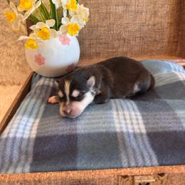 Male 3 - White male Pomsky puppy in Bucyrus, Missouri from Hill Top Pomskies