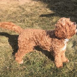 Cavapoo and Poodle All Grown Up from Happy Tails Poods and Doods