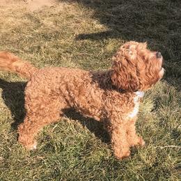 Cavapoo and Poodle All Grown Up from Happy Tails Poods and Doods
