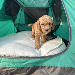 Girl 1 - Goldendoodle puppy in Rialto, California from Bridge City Doodles