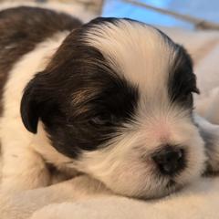 Gray Collar- Goose - Black and white male Shichon puppy in Upland, California from IDREAMOFPUPPIES