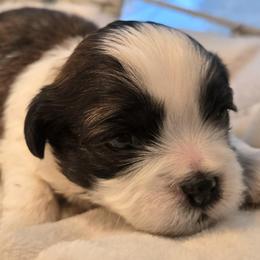 Gray Collar- Goose - Black and white male Shichon puppy in Upland, California from IDREAMOFPUPPIES