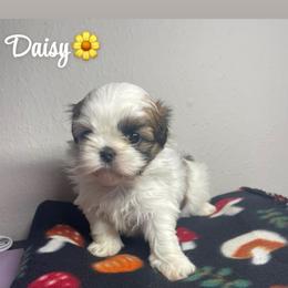 Daisy - Black gold and white female Shih Tzu puppy in Houston, Texas from Pup Paw-lace