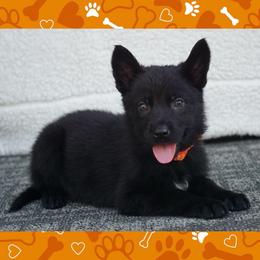 Orange Collar - Black female German Shepherd puppy in Muldrow, Oklahoma from Reizarf Kennels