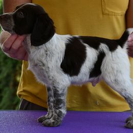 Colt - Liver roan male Brittany puppy in Hollidaysburg, Pennsylvania from Royal Flush Farms