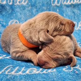 Orange Collar - Silver gray male Weimaraner puppy in Kentucky from Willow Ridge Kennel