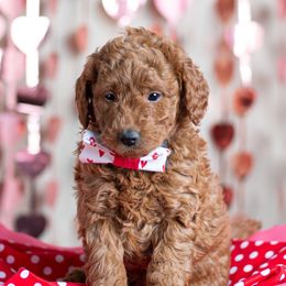 Goldendoodle Puppies from Harpers Goldendoodles on the Hill