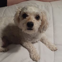 Pippy - Morkie