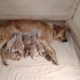 Goldendoodle, Golden Retriever, and Sheepadoodle Puppies from Guppy Puppies