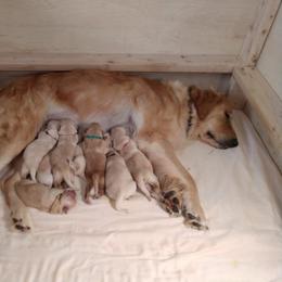 Goldendoodle, Golden Retriever, and Sheepadoodle Puppies from Guppy Puppies
